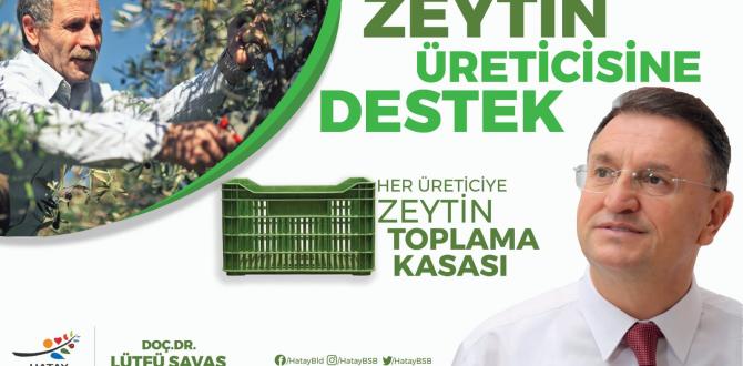 BÜYÜKŞEHİR’DEN ÜRETİCİYE ZEYTİN TOPLAMA KASASI