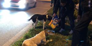 BAŞKAN YAVUZ SOKAK HAYVANLARINIDA UNUTMADI