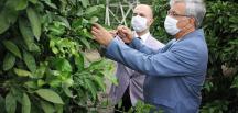 Hatay’daki çiftçilerin yarası: Narenciye