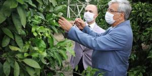 Hatay’daki çiftçilerin yarası: Narenciye