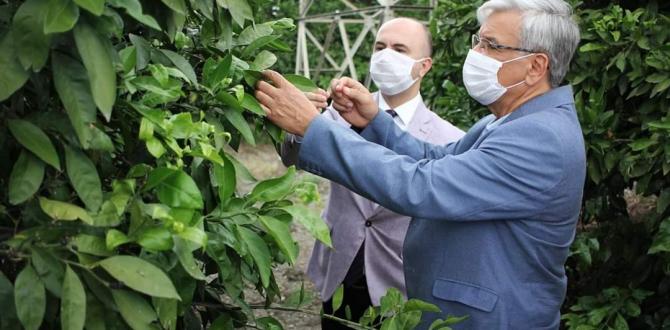 Hatay’daki çiftçilerin yarası: Narenciye
