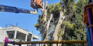 ANTAKYA BELEDİYESİ’NDEN AĞAÇ BUDAMA ÇALIŞMALARI