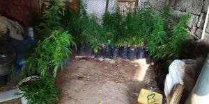 Naylon branda altında uyuşturucu yetiştirdi: 1 gözaltı