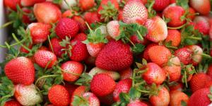 Yayladağı çileği Suriyeli Türkmenlerin ekmek kapısı oldu