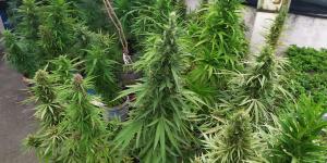 Evinin teras katını esrar bahçesine çevirmiş