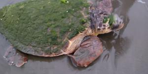 Sahilde yaralı Caretta Caretta bulundu