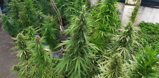 UYUŞTURUCU MADDE İMAL VE TİCARETİ/ KULLANMAK İÇİN UYUŞTURUCU VEYA UYARICI MADDE BULUNDURMAK