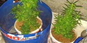 İSKENDERUN NARKOTİK MADDE