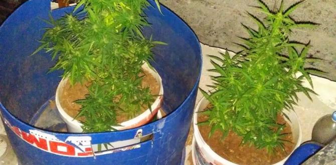 İSKENDERUN NARKOTİK MADDE