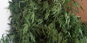 REYHANLI UYUŞTURUCU MADDE