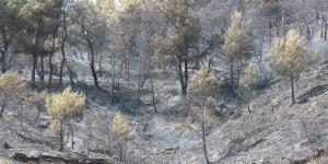Hatay’daki orman yangını kontrol altına alındı