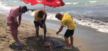 Başına darbe alan yaralı Caretta Caretta sahile vurdu