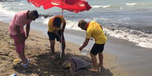 Başına darbe alan yaralı Caretta Caretta sahile vurdu