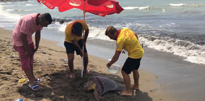 Başına darbe alan yaralı Caretta Caretta sahile vurdu