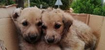 Kanala düşen yavru köpeklerin yardımına itfaiye koştu