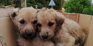 Kanala düşen yavru köpeklerin yardımına itfaiye koştu