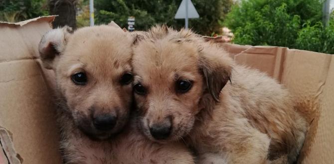 Kanala düşen yavru köpeklerin yardımına itfaiye koştu