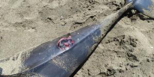 Ölü yunus balığı karaya vurdu