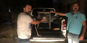 Göç sırasında yaralanan leylek tedavi altına alındı