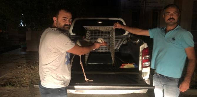 Göç sırasında yaralanan leylek tedavi altına alındı