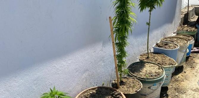 Samandağ’da Hint keneviri ve esrar ele geçirildi