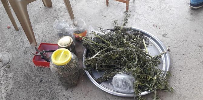 Samandağ’da 77 kök kenevir ele geçirildi