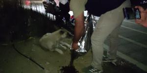 Samandağ’da sokak hayvanları ‘HAYDİ’ ile mutlu