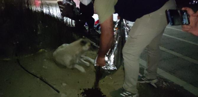 Samandağ’da sokak hayvanları ‘HAYDİ’ ile mutlu