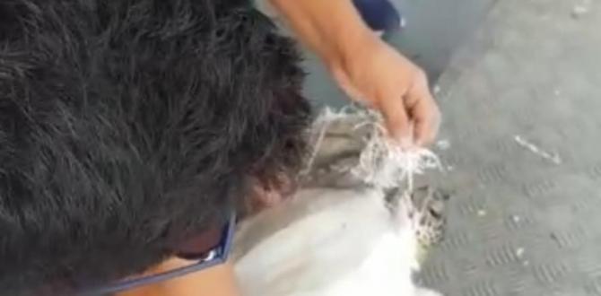 Kaplumbağayı kurtarmak için gezi teknesini durdurdu