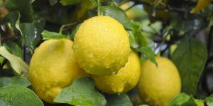 Turunçgilde ihracat sezonu başlıyor