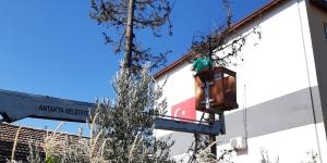 ANTAKYA BELEDİYESİ’NDEN AĞAÇ BUDAMA ÇALIŞMALARI