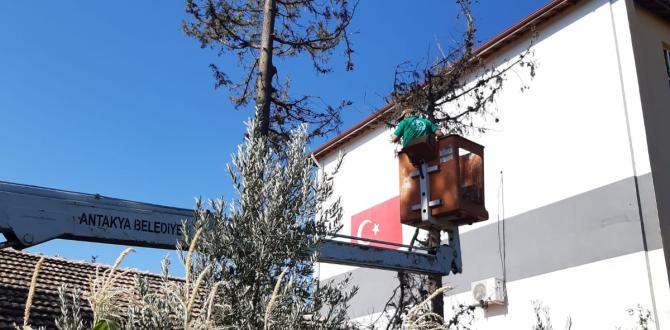 ANTAKYA BELEDİYESİ’NDEN AĞAÇ BUDAMA ÇALIŞMALARI