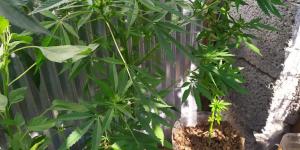 KULLANMAK İÇİN UYUŞTURUCU VEYA UYARICI MADDE BULUNDURMAK