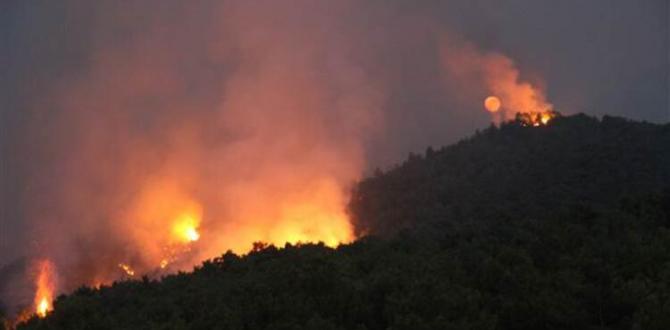 Hatay’daki orman yangınıyla ilgili 1 kişi gözaltına alındı