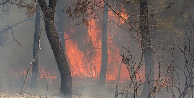 Hatay’da orman yangını: 3 hektar alan zarar gördü