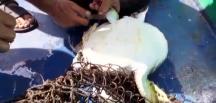 Misina ve poşete dolanan caretta caretta kurtarıldı