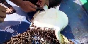 Misina ve poşete dolanan caretta caretta kurtarıldı