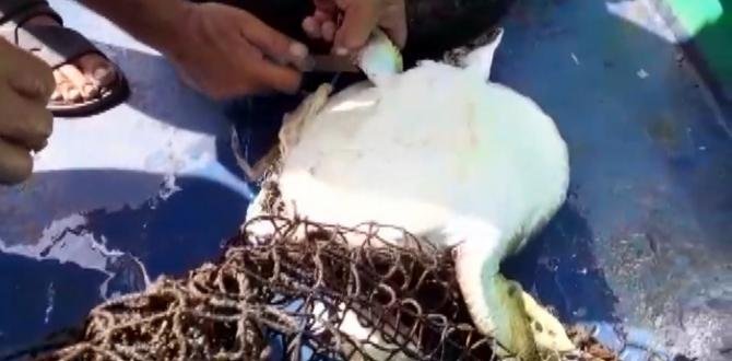 Misina ve poşete dolanan caretta caretta kurtarıldı