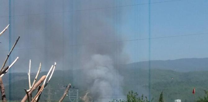 Zeytin bahçesinde yangın çıktı