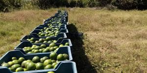 Hatay’da mandalina hasadı başladı
