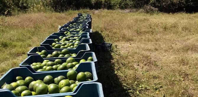 Hatay’da mandalina hasadı başladı
