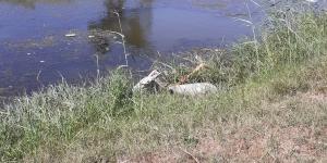 Sulama kanalına düşen eşeği itfaiye kurtardı