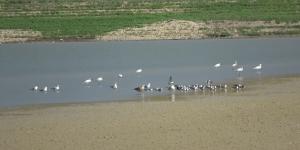 Yarseli Göletinde sular çekildi