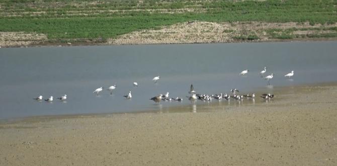 Yarseli Göletinde sular çekildi