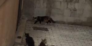 Fare 5 kediye kafa tuttu