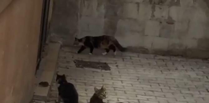 Fare 5 kediye kafa tuttu