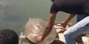 Çuvala dolanmış Nil kaplumbağası bulundu