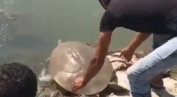 Çuvala dolanmış Nil kaplumbağası bulundu