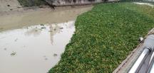 Su sümbülleri Asi Nehri’ni yeniden istila etti