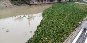 Su sümbülleri Asi Nehri’ni yeniden istila etti